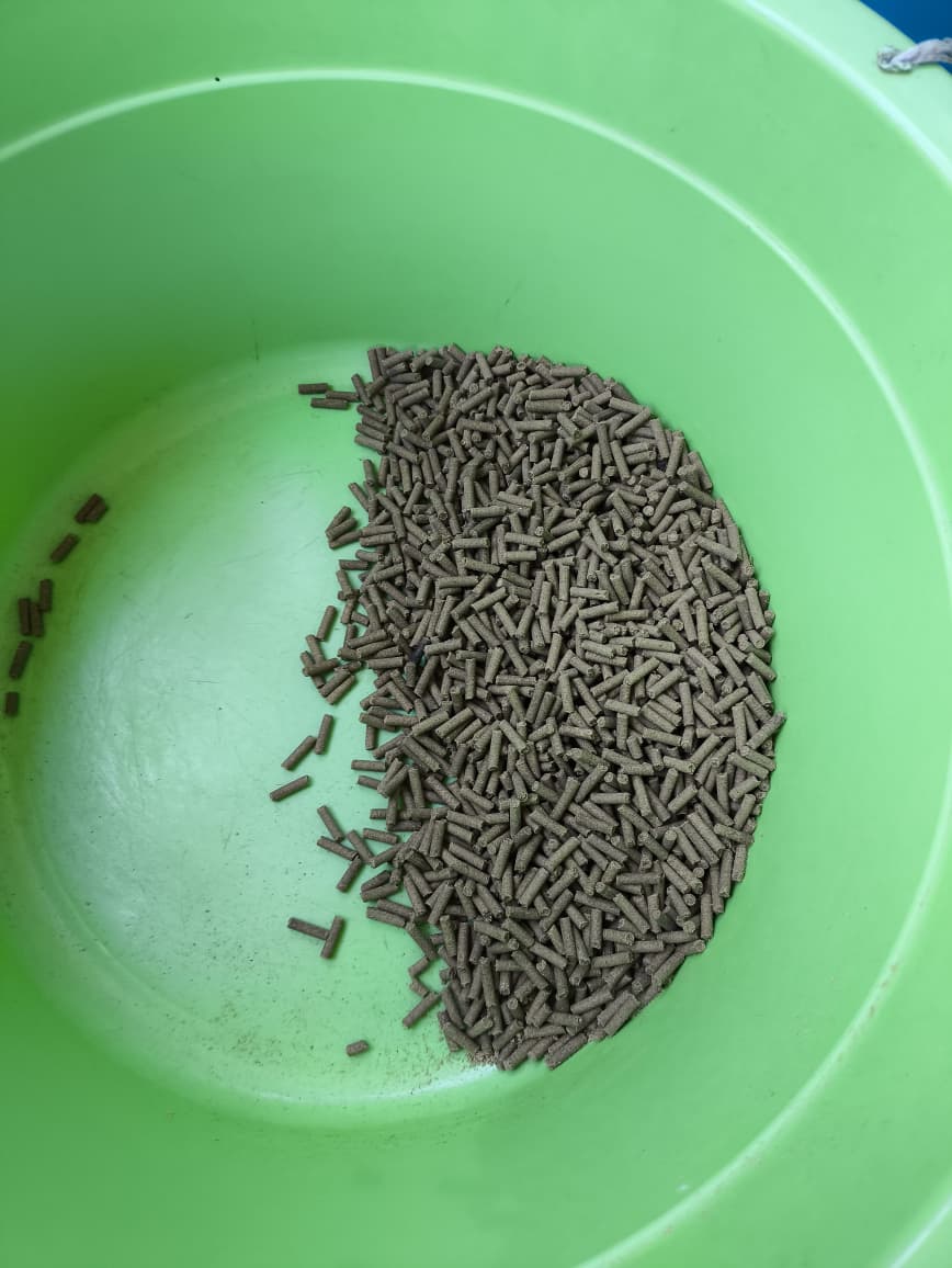 Bama Ikan Eceng Gondok